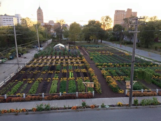 urban food growing in Detroit, USA