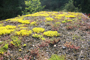 the green, sedum roof of the garden studio