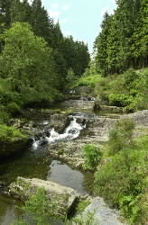 Hafren forest and the young river Severn.