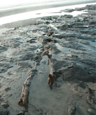 Borth beach at low tide wth the petrified forest exposed