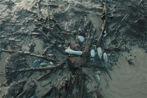 Borth beach at low tide wth the petrified forest exposed